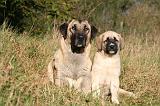 KANGAL 114